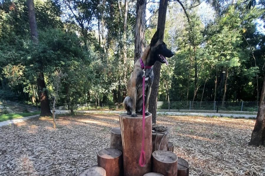 Cão sentado ao ar livre, com trela cor-de-rosa, pronto para a campanha de vacinação antirrábica