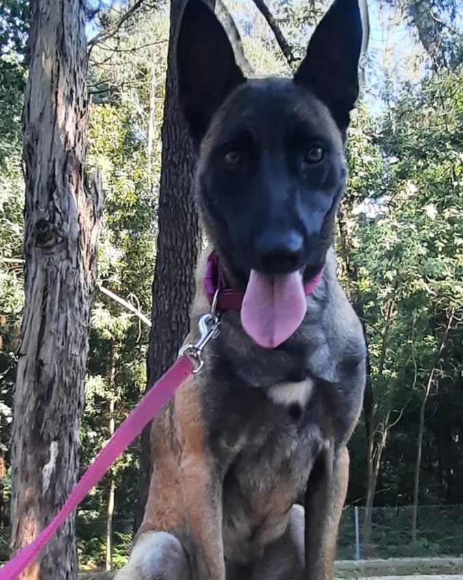 Cão da raça pastor-belga-malinois, com trela cor-de-rosa, num dos muitos amigos de quatro patas da terra