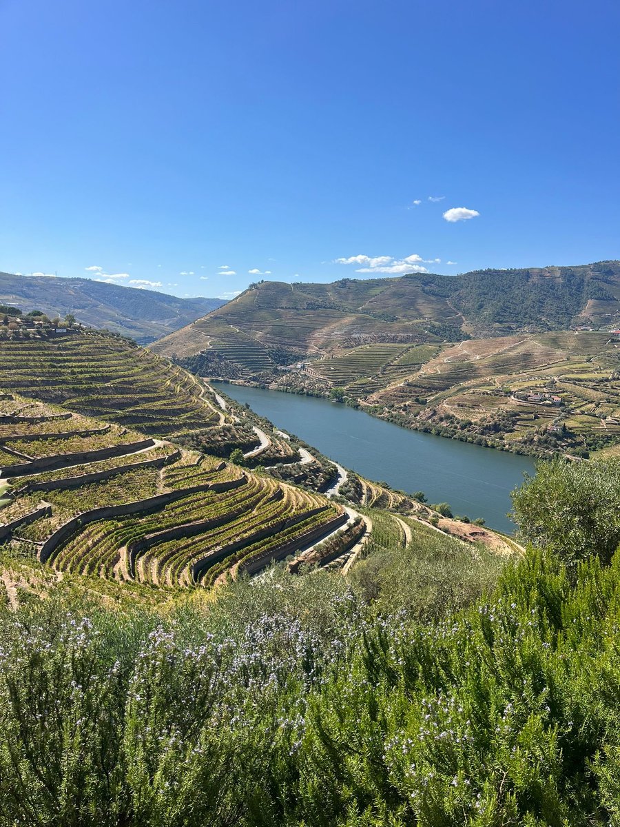 Socalcos de vinha e o rio Douro vistos do alto, num dos tours da Gold Travel