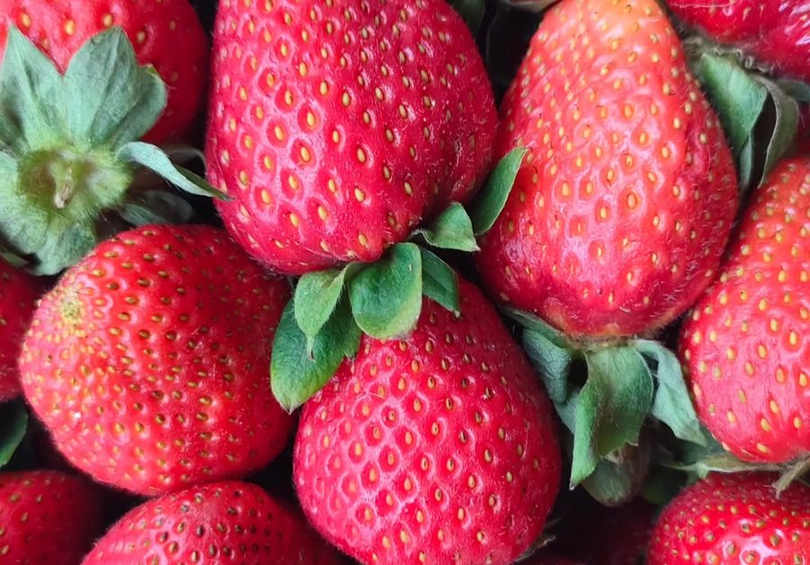 Morangos frescos à venda no Mercado Anazário