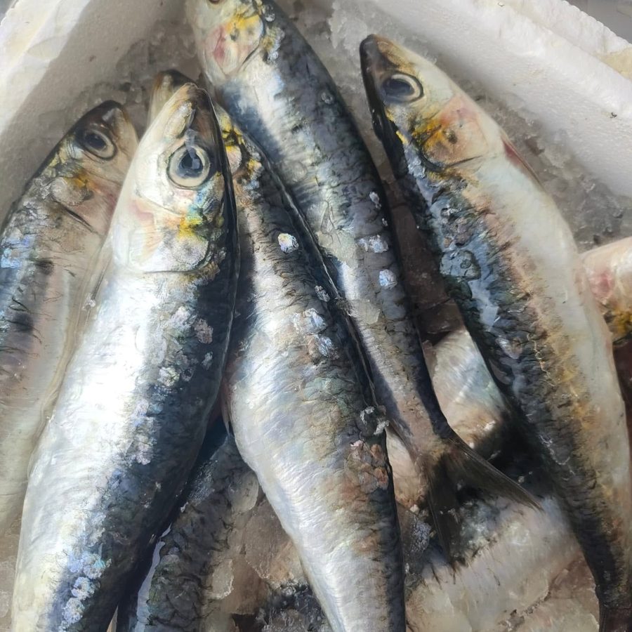 Sardinhas frescas em caixa de esferovite com gelo, no Mercado Anazário