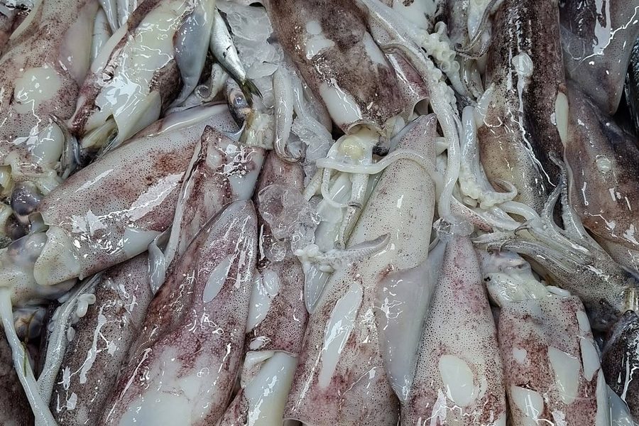 Lulas frescas no gelo, no balcão da Peixaria Mar de Pedras Rubras