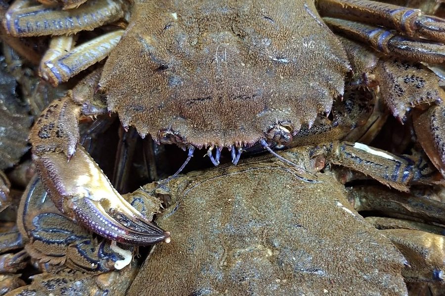Sapateiras frescas na Peixaria Mar de Pedras Rubras