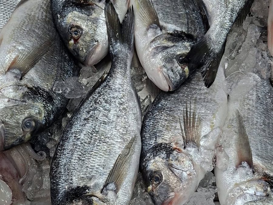 Dourada fresca no gelo, na Peixaria Mar de Pedras Rubras