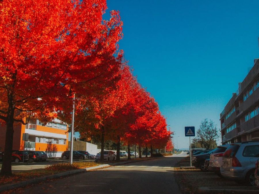 Avenida com árvores de outono em Pedras Rubras