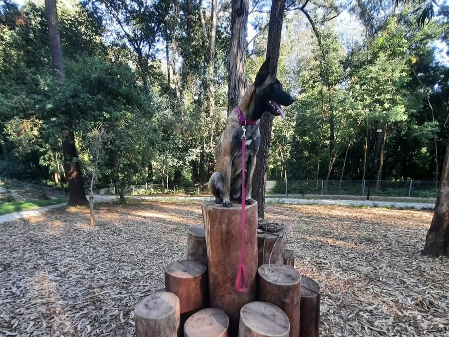 Cão sentado ao ar livre, com trela cor-de-rosa, pronto para a vacinação antirrábica em Pedras Rubras