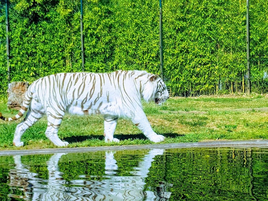 Zoo da Maia, parque zoológico na Rua da Estação, Maia — fotografia partilhada por visitantes