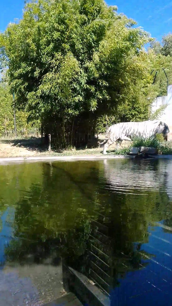 Tigre branco junto ao lago — fotografia de visitantes do Zoo da Maia