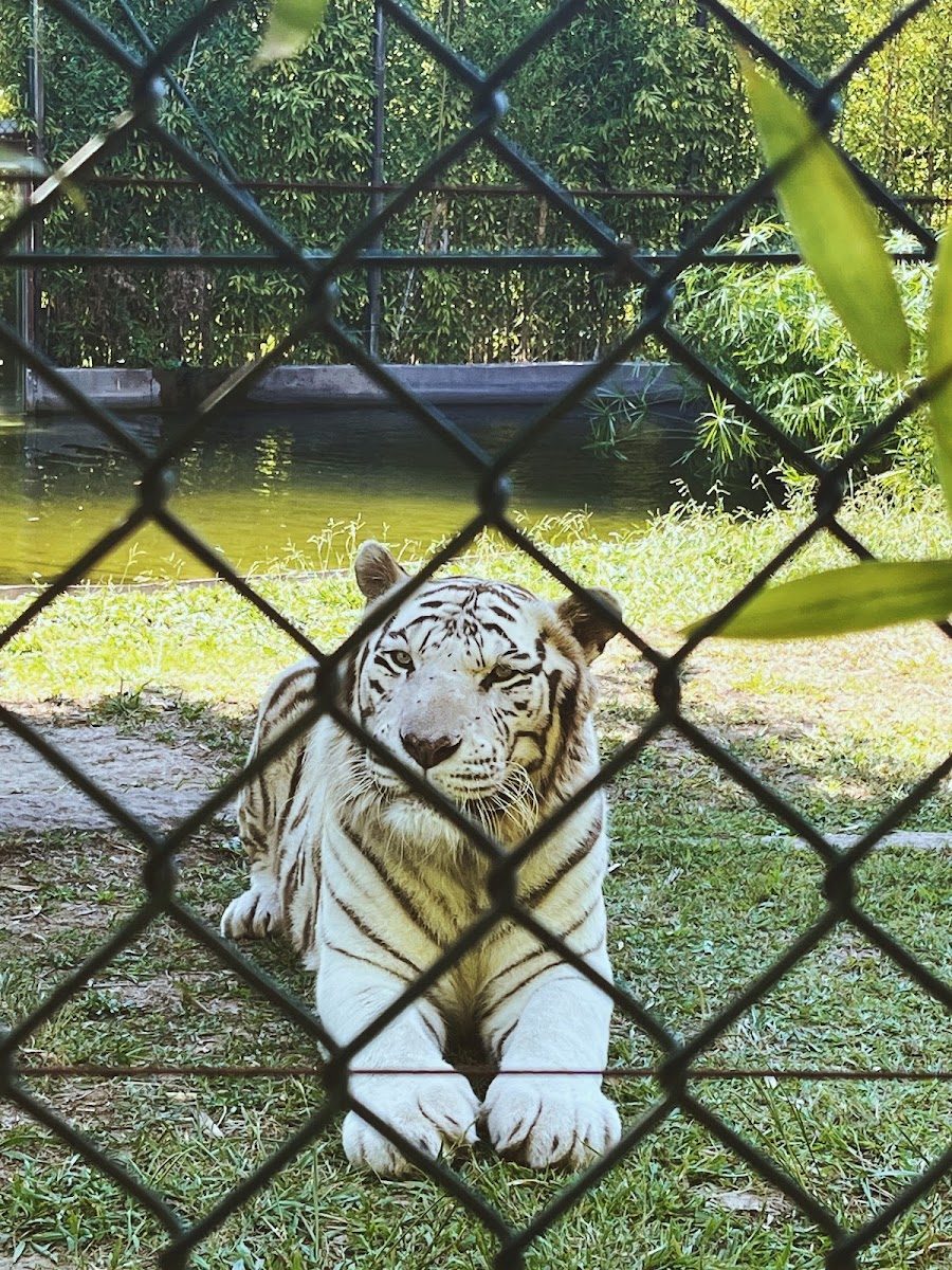 Tigre branco deitado no recinto — fotografia de visitantes do Zoo da Maia