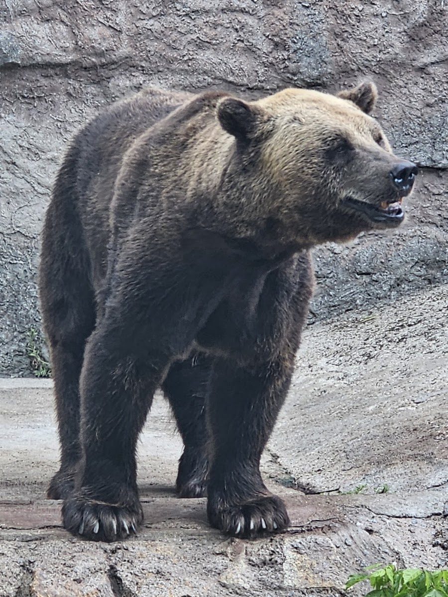 Urso-pardo — fotografia de visitantes do Zoo da Maia