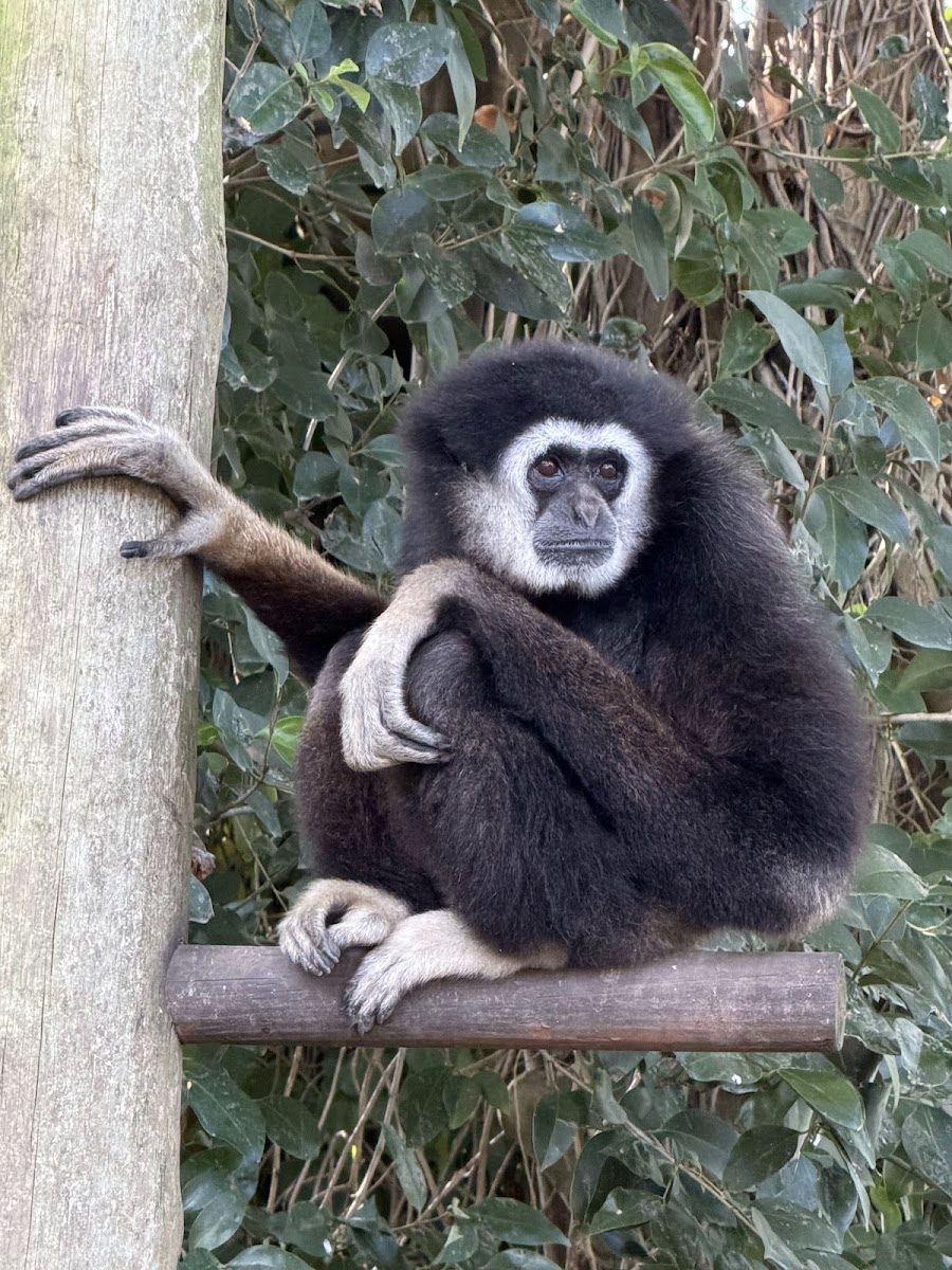 Gibão — fotografia de visitantes do Zoo da Maia