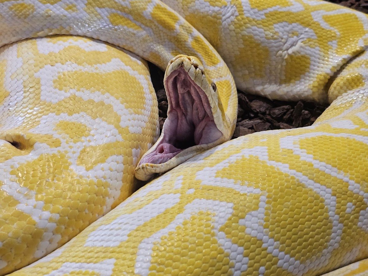 Pitão-albina no Reptilário — fotografia de visitantes do Zoo da Maia