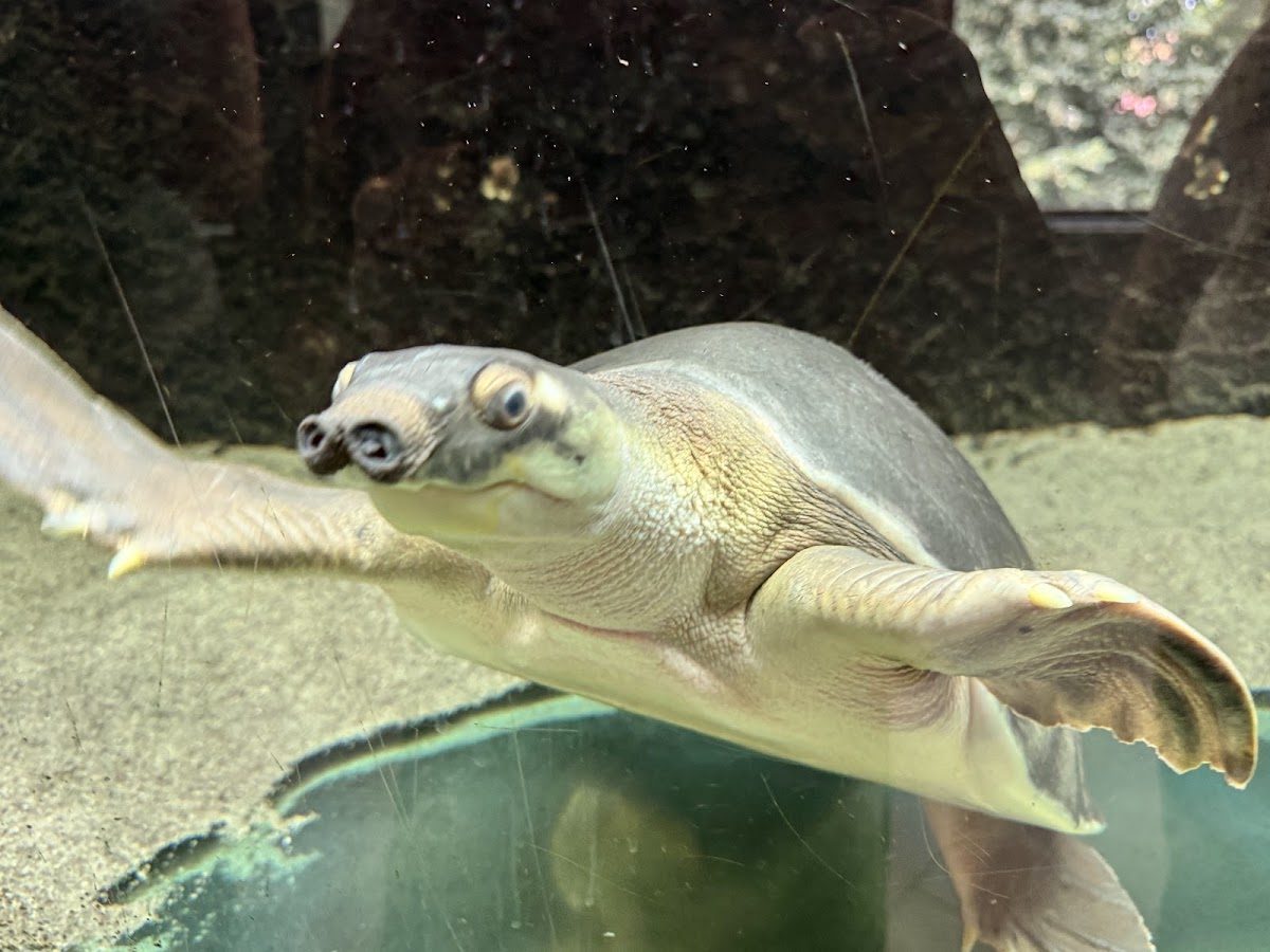 Tartaruga aquática — fotografia de visitantes do Zoo da Maia