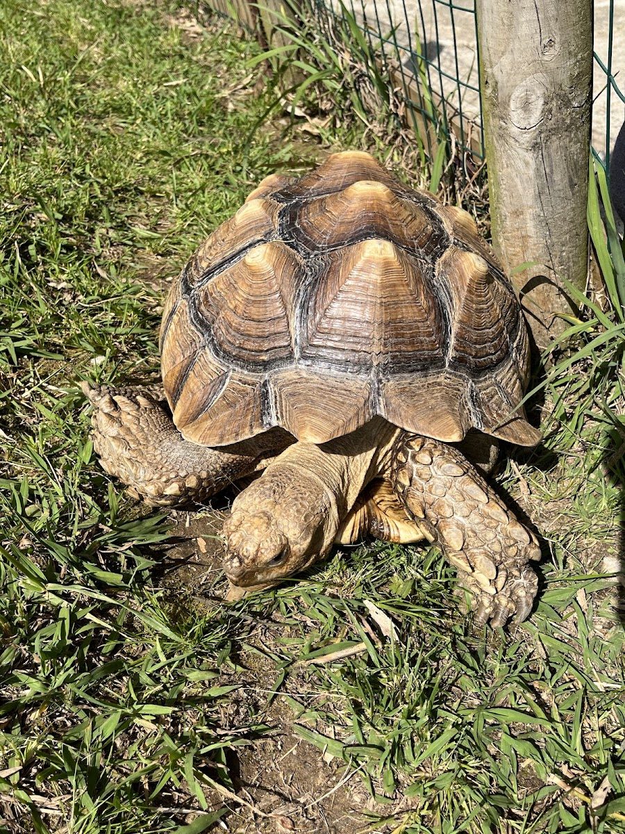 Tartaruga terrestre — fotografia de visitantes do Zoo da Maia